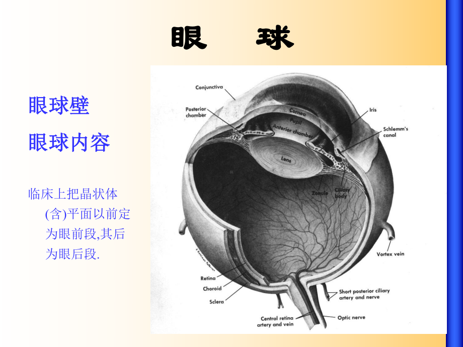 眼部解剖与生理课件医学.ppt_第3页