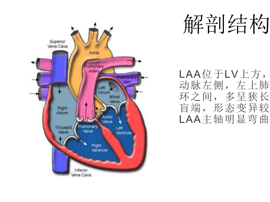 左心耳的解剖及CT增强延迟扫描诊断左心耳血栓的价值.pptx_第3页