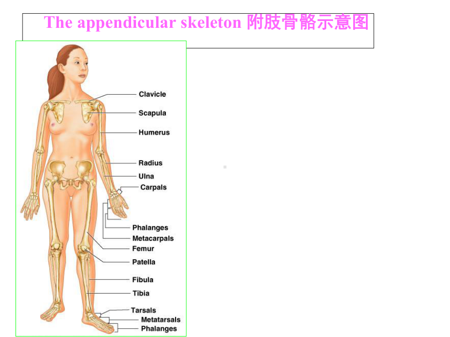 人体附肢骨骼.ppt_第2页