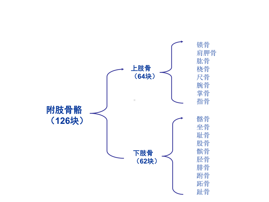 人体附肢骨骼.ppt_第3页