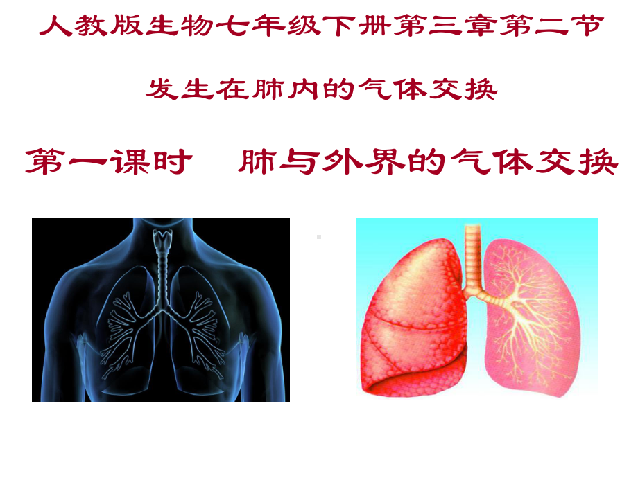 肺与外界的气体交换说课课件.ppt_第1页