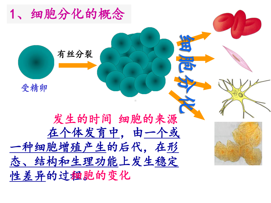 细胞的分化、衰老和凋亡课件.ppt_第3页