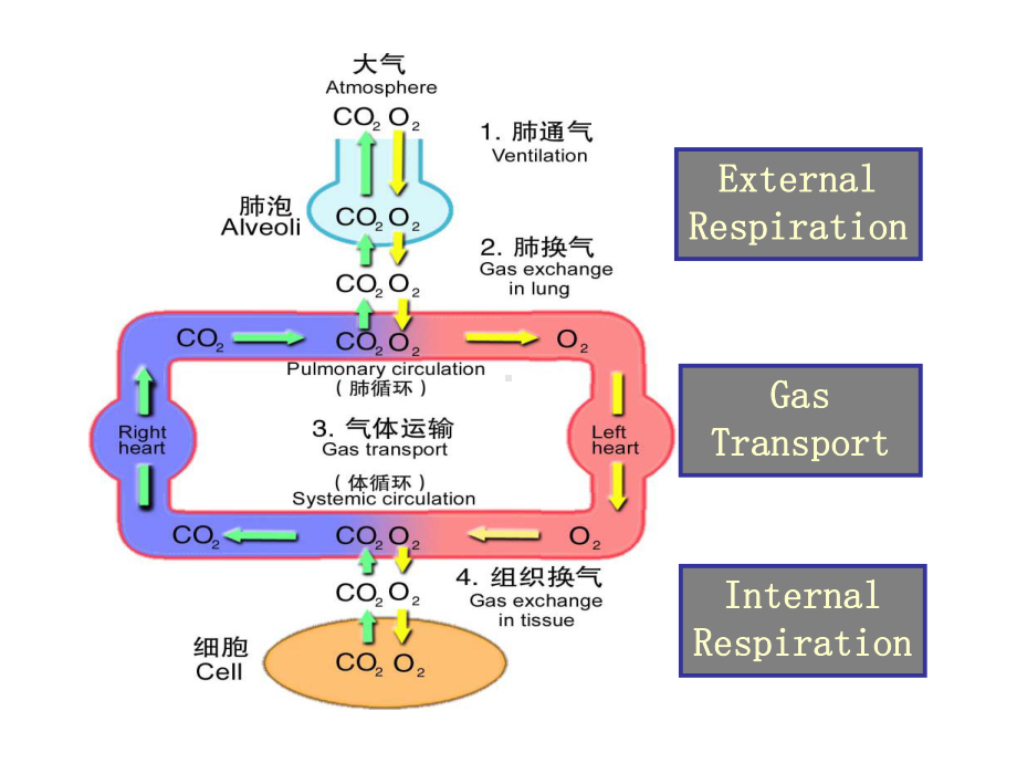 肺功能不全本科课件.pptx_第2页