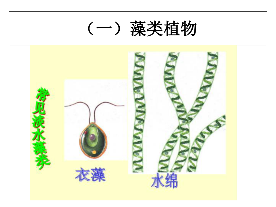 济南版绿色植物的主要类群课件.ppt_第3页