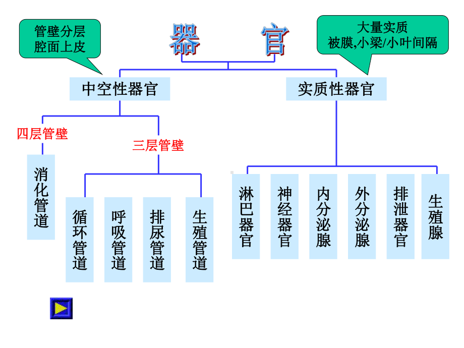 中空性与实质性器官切片分析.ppt_第3页