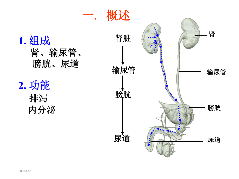 系统解剖学之泌尿系统课件.ppt_第2页