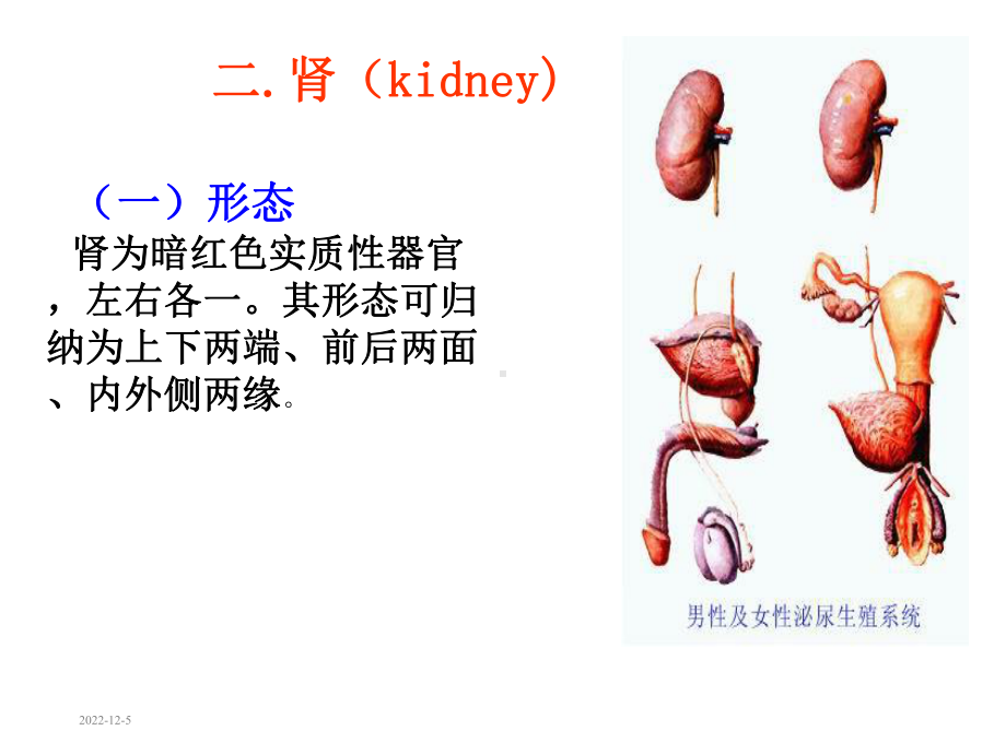 系统解剖学之泌尿系统课件.ppt_第3页