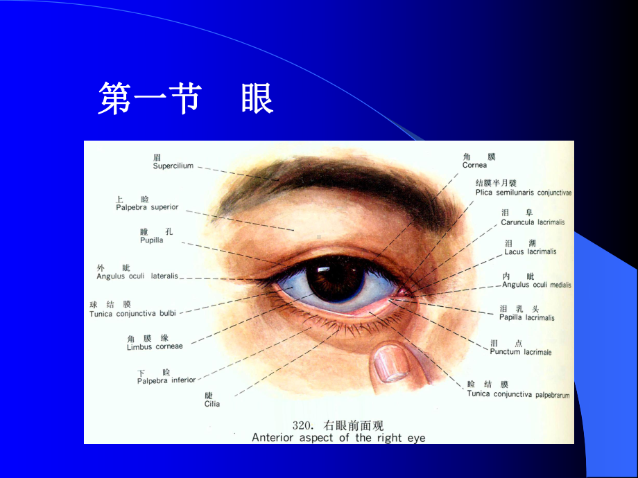 组织与胚胎学-感觉.ppt_第3页