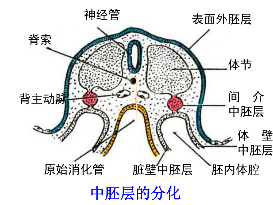 泌尿系统和生殖系统课件.ppt_第3页