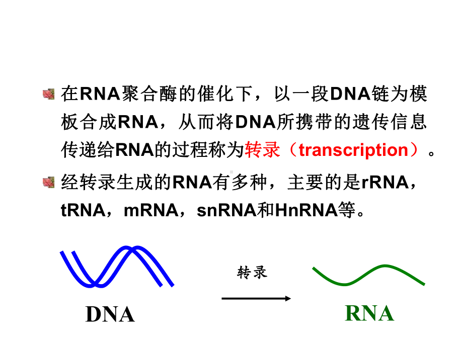 RNA的生物合成11Transcription-课件.ppt_第2页