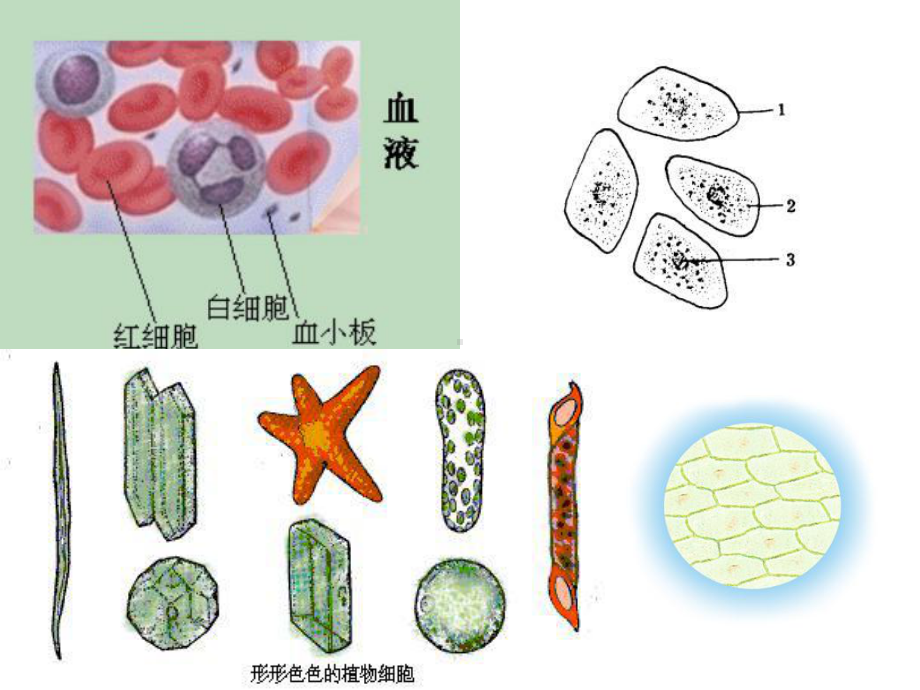 细胞的多样性和统一性课件.pptx_第2页