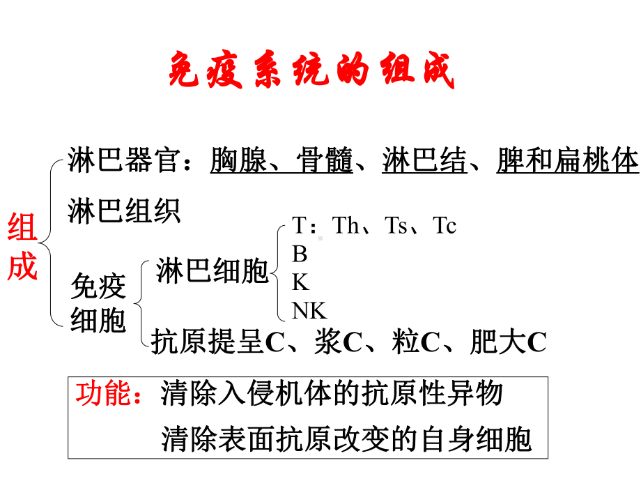 组织胚胎学：免疫系统课件.ppt_第3页