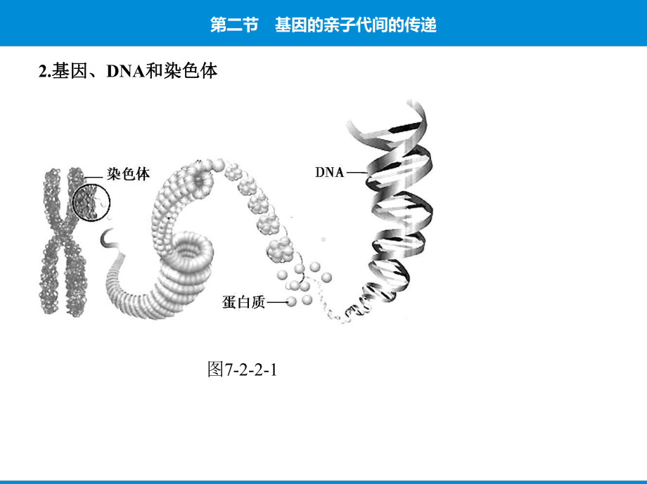 人教版八年级下册生物培优课件-第七单元第二章第二节基因在亲子代间的传递.pptx_第3页