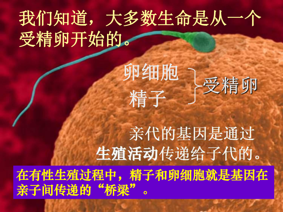 人教版八年级下册生物基因在亲子代间的传递优秀课件(同名2166).ppt_第3页