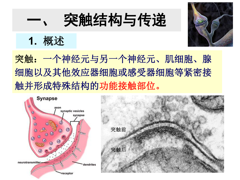 神经元间的信息传递课件.ppt_第3页