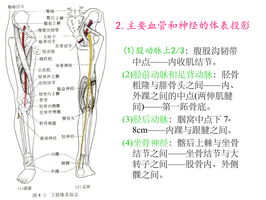 断层解剖学下肢课件.ppt_第3页