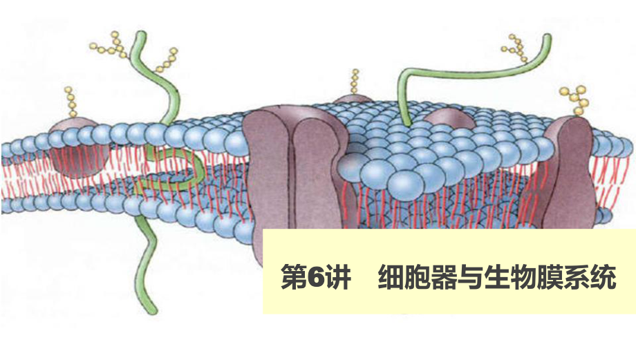 高考生物一轮复习第6讲细胞器与生物膜系统课件.ppt_第1页