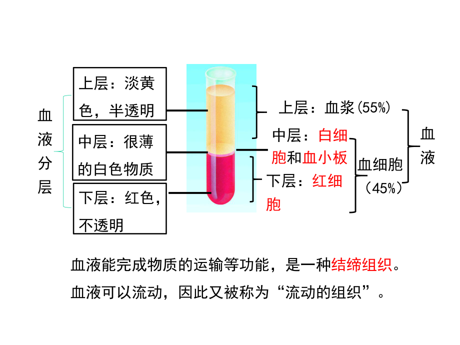 人教版七年级生物下册第四单元第一节《流动的组织—血液》课件.ppt_第3页