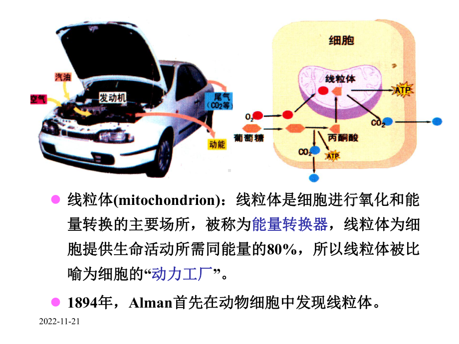 细胞生物学线粒体课件.ppt_第2页