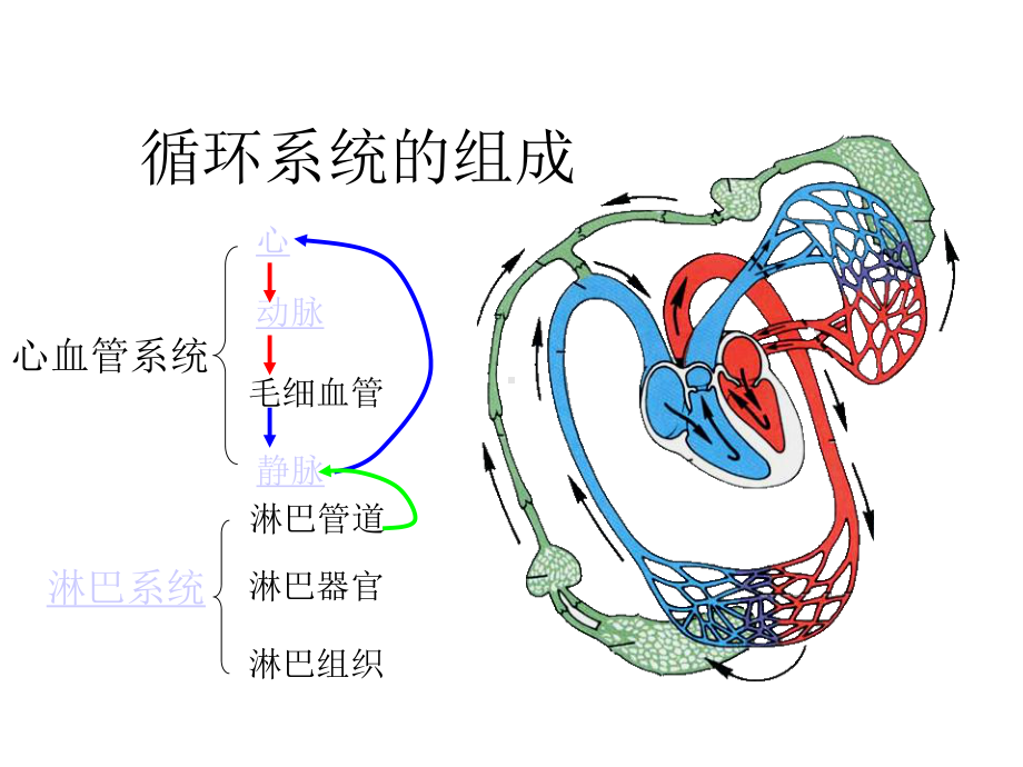 人体解剖学4循环系统.ppt_第2页