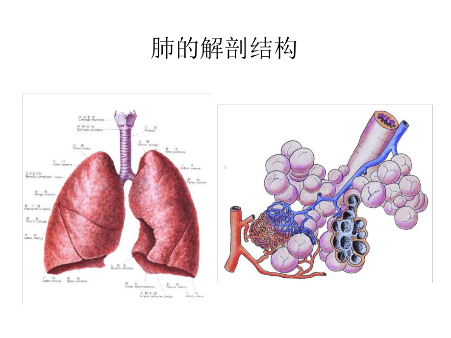 肺功能基础培训课件.ppt_第2页