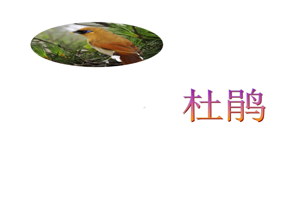 顽皮的杜鹃(1)(省一等奖)课件.ppt_第3页