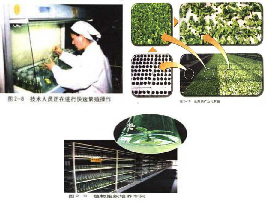 植物细胞工程的实际应用课件.ppt_第3页