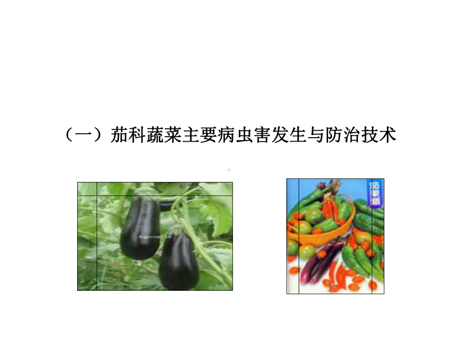 主要蔬菜类病虫草害发生与防治技术.ppt_第2页