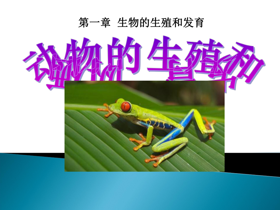 人教版八年级下册生物两栖动物的生殖和发育优秀课件(同名2165).ppt_第1页