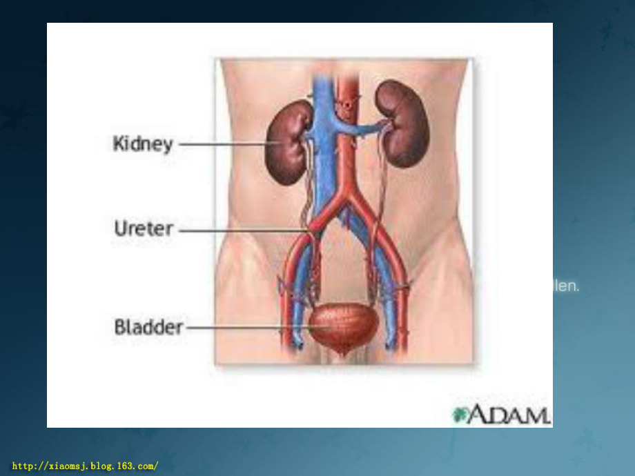 临床医学概论-泌尿系统疾病.ppt_第3页