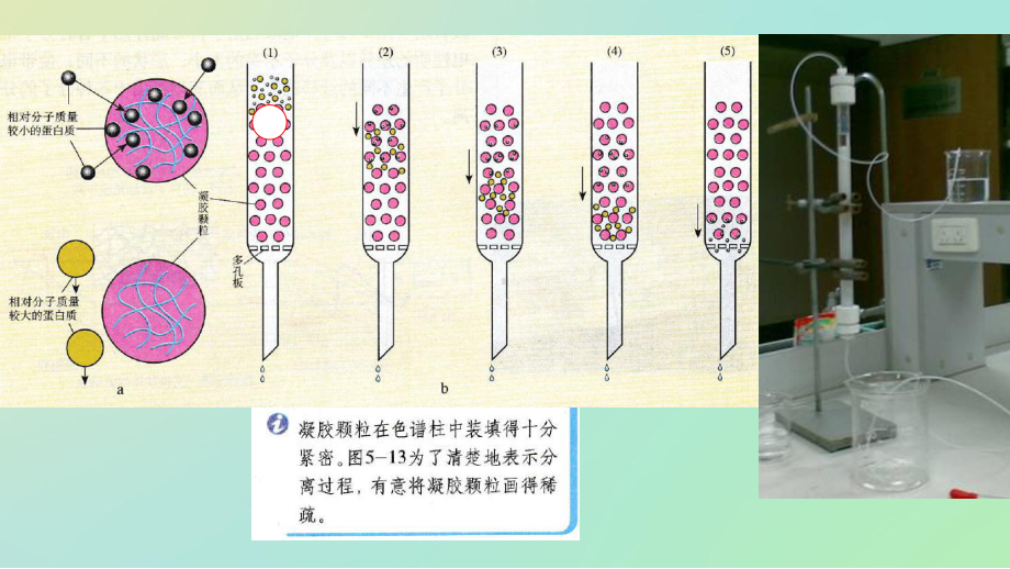 血红蛋白的提取和分离习题讲解课件.pptx_第3页