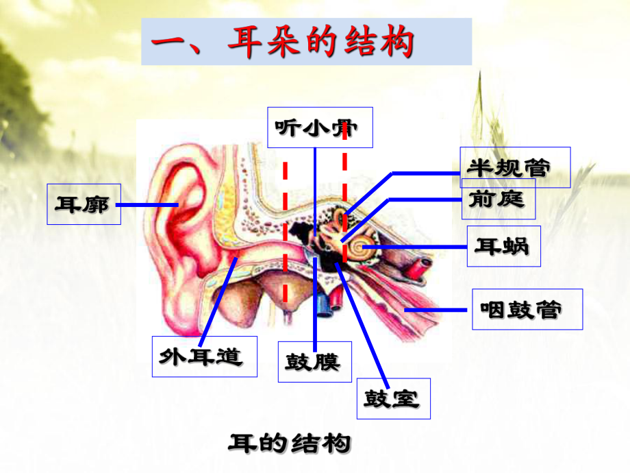 耳和听觉优秀课件.pptx_第3页