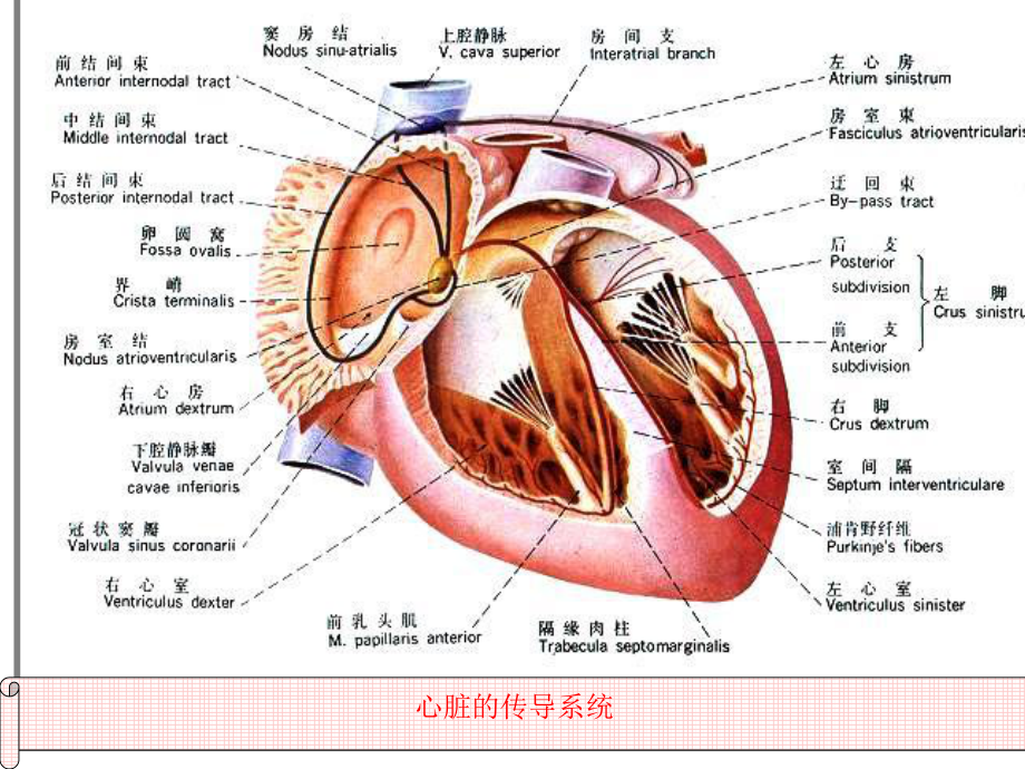 不应期与心电图-课件.ppt_第2页