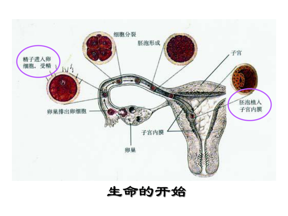 人教版八年级下册生物基因在亲子代间的传递优秀课件.ppt_第2页