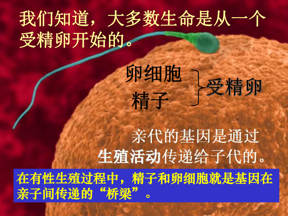 人教版八年级下册生物基因在亲子代间的传递优秀课件.ppt_第3页