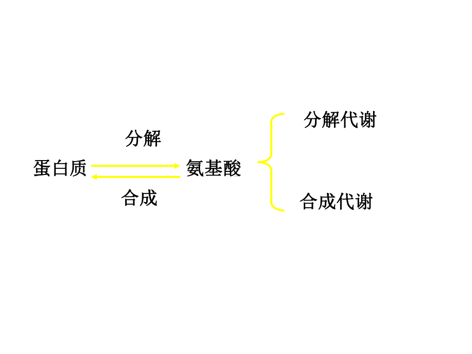 蛋白质分解代谢课件.ppt_第2页