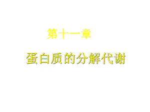 蛋白质分解代谢课件.ppt