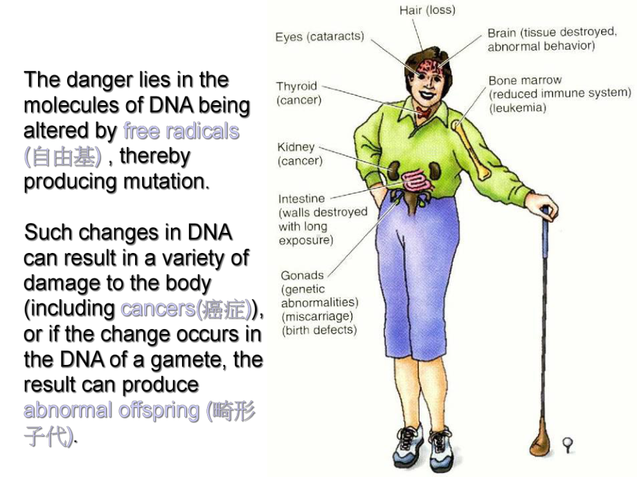 极低频(ELF)电磁场的生物效应课件.ppt_第3页