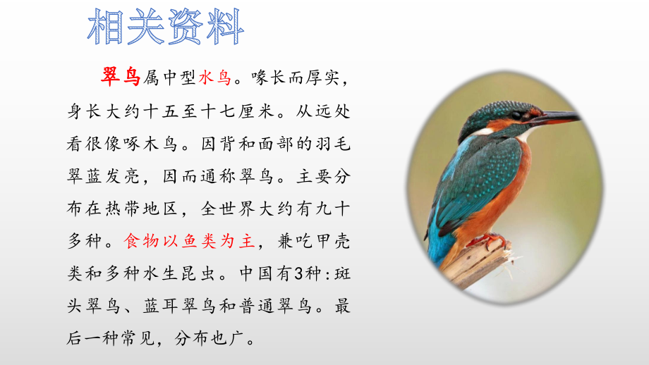 《搭船的鸟》优秀课件.ppt_第3页