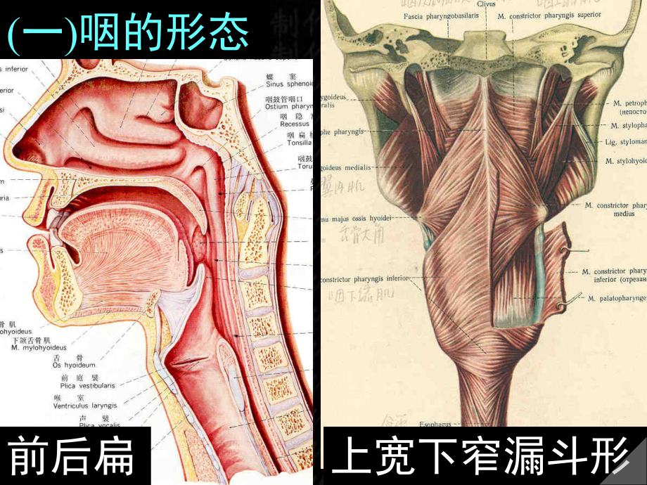 系统解剖学课件20咽食管胃课件.ppt_第2页