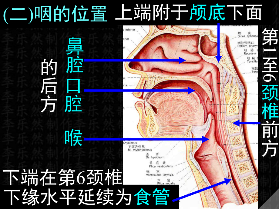 系统解剖学课件20咽食管胃课件.ppt_第3页