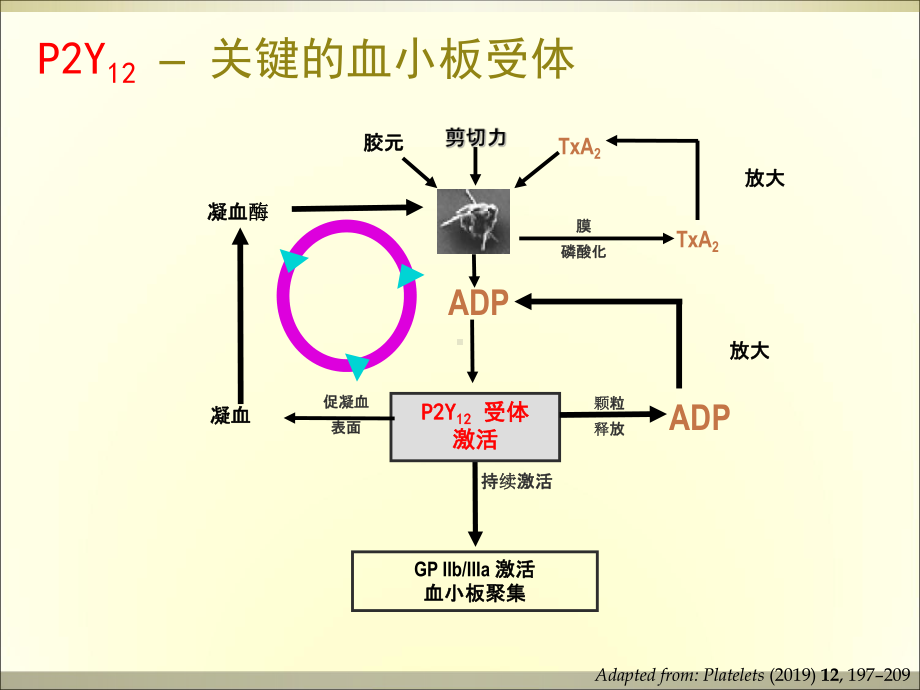 抗血小板治疗与消化道出血对策课件.ppt_第3页