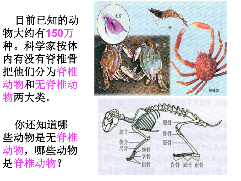 八年级生物上册教学课件：腔肠动物、扁形动物.ppt_第1页