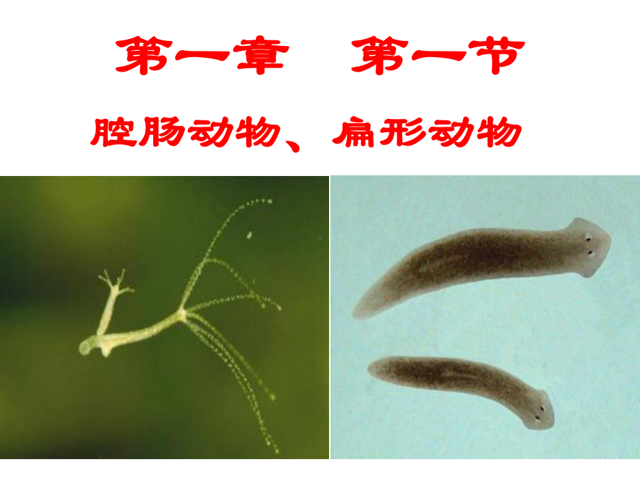 八年级生物上册教学课件：腔肠动物、扁形动物.ppt_第2页