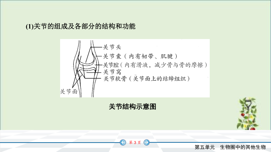 人教版七年级上册生物知识点精讲课件动物的运动和行为(同名1522).pptx_第3页