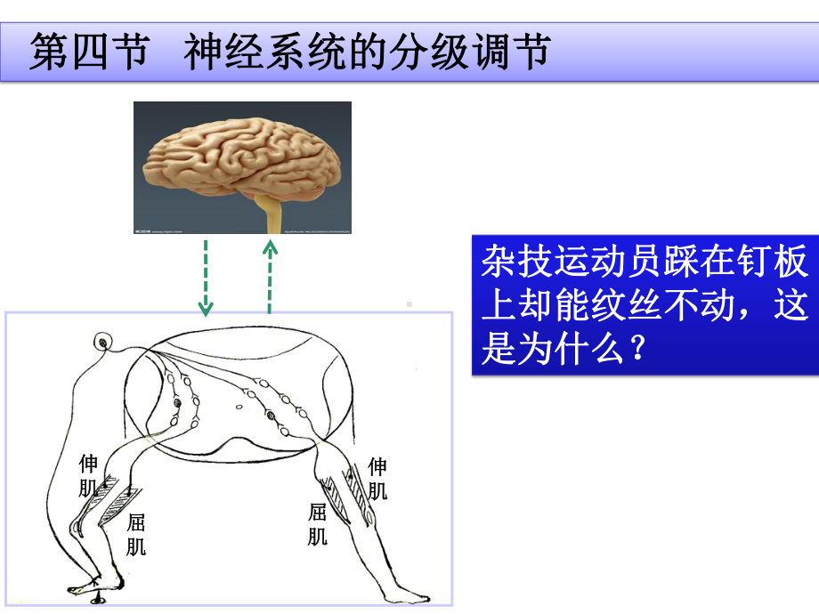 《神经系统的分级调节》人教版精讲课件-PPT.pptx_第2页