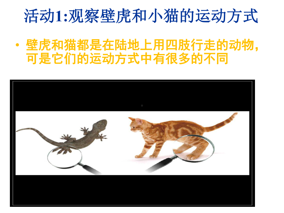 《壁虎与小猫》课件.ppt_第3页