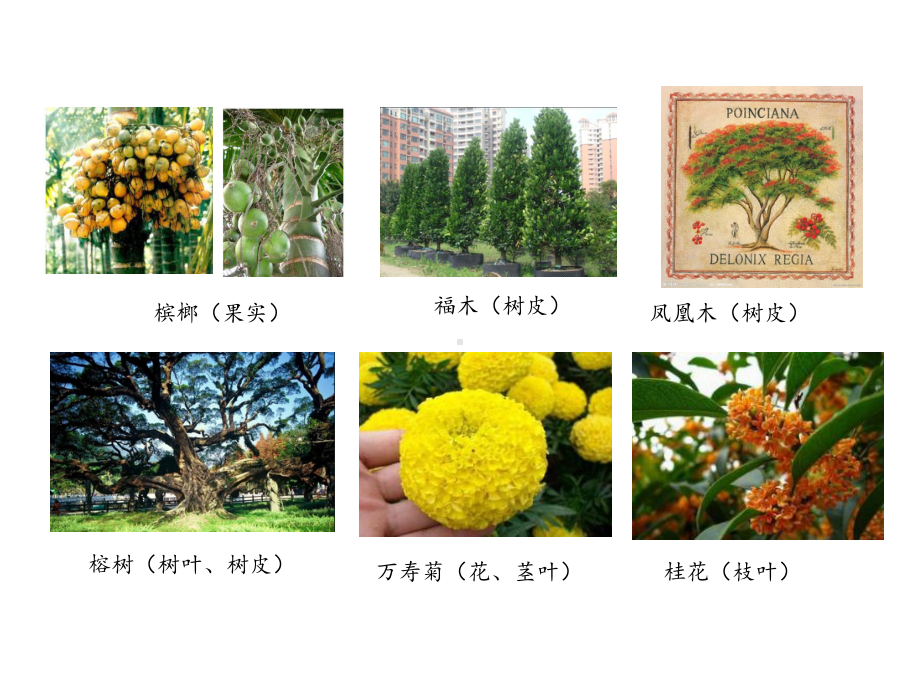 植物染的前世今生课件.ppt_第3页