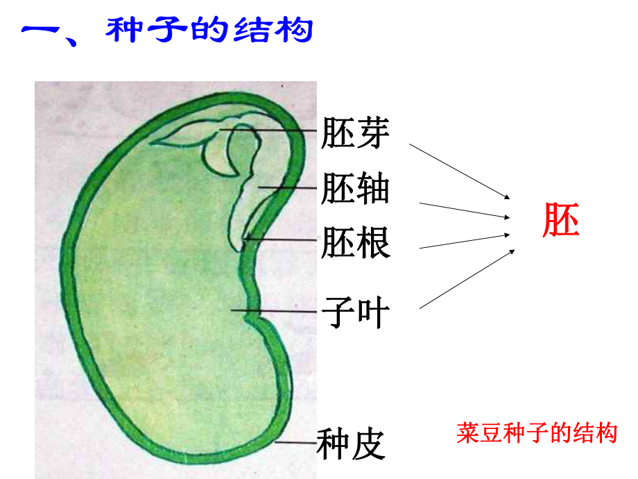 三年级下科学课件-植物的一生9苏教版.ppt_第3页