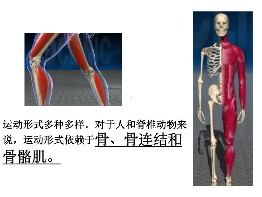 骨的形态和结构课件.ppt_第1页